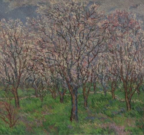 Field with almond trees, 1952