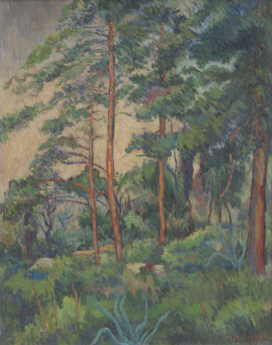 Pine trees at the Achillion in Corfu, 1952