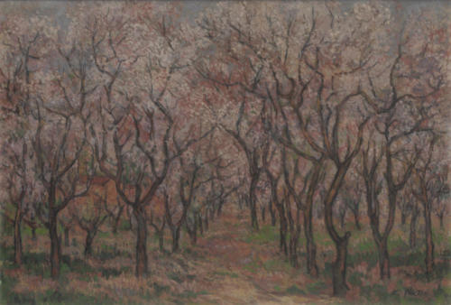 The path with the almond trees in our manor, 1953